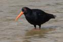 Haematopus unicolor (Variable Oystercatcher).jpg